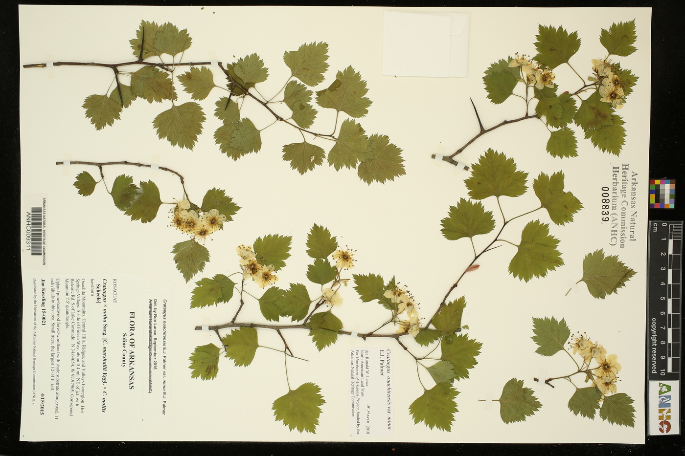 Crataegus ouachitensis var. minor image