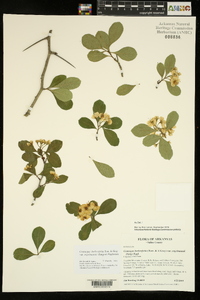 Crataegus berberifolia var. engelmannii image