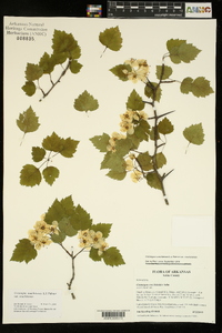 Crataegus ouachitensis image