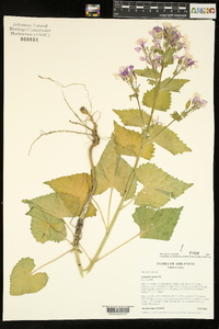 Lunaria annua image