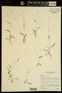 Kellochloa verrucosa image