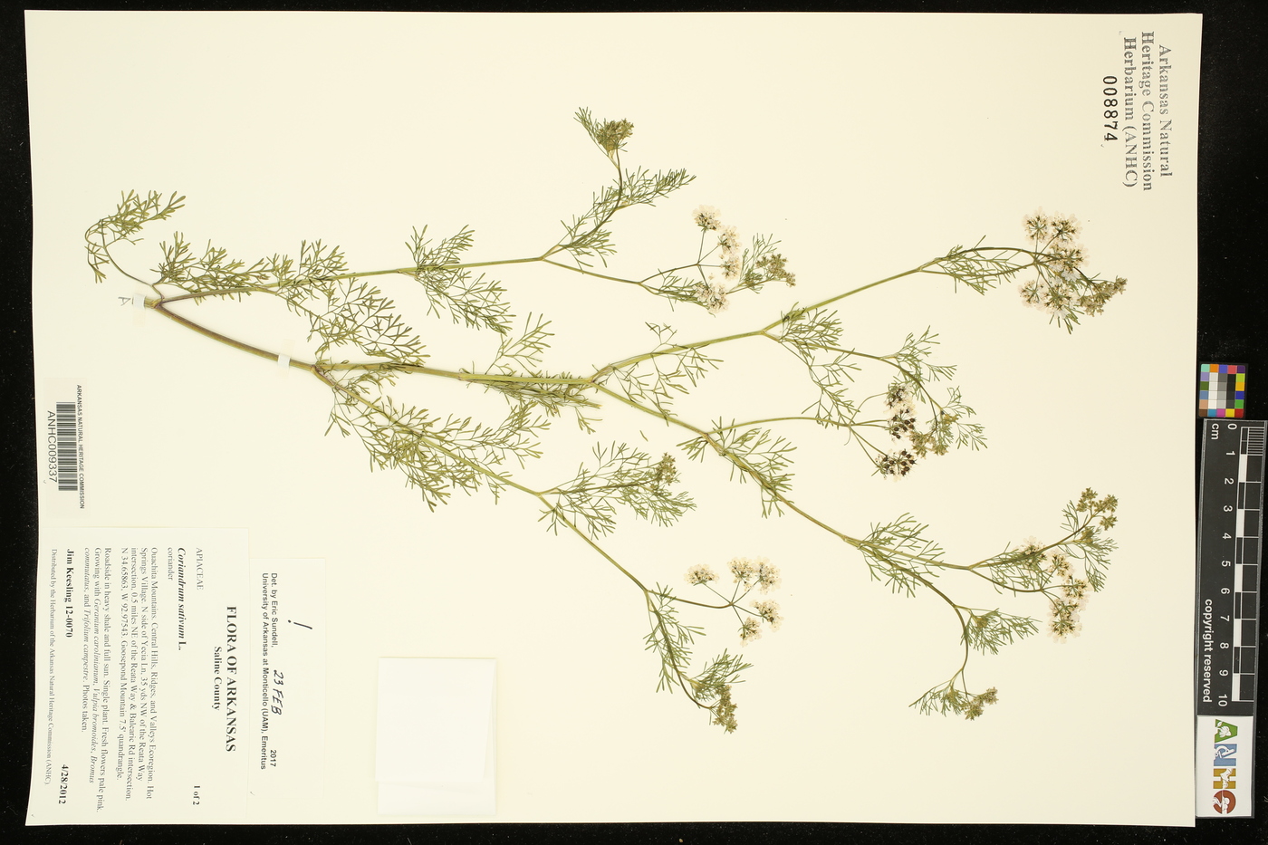 Coriandrum sativum image