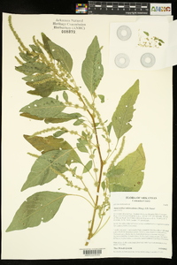 Amaranthus tuberculatus image