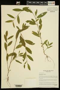 Polygonum erectum image