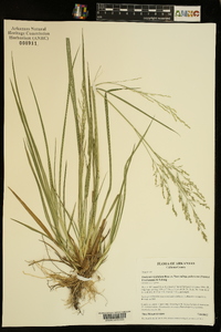 Coleataenia longifolia image