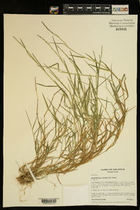 Muhlenbergia schreberi image