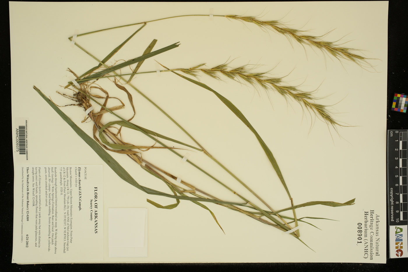 Elymus churchii image