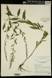 Solidago delicatula image