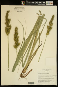 Carex crus-corvi image