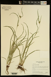 Carex corrugata image