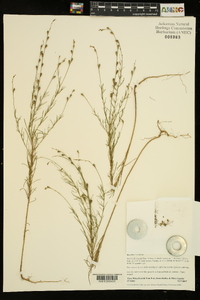 Oenothera linifolia image