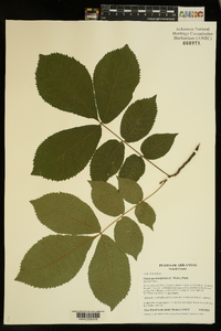 Carya myristiciformis image