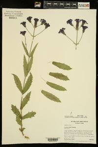 Verbena rigida image