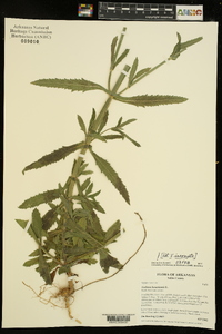 Verbena bonariensis image