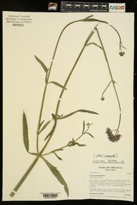 Verbena bonariensis image