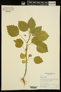 Physalis cordata image