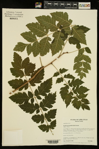 Koelreuteria paniculata image