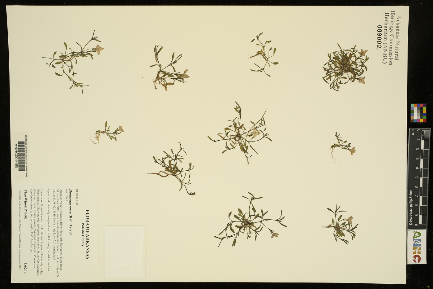 Houstonia rosea image