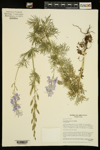 Delphinium ajacis image