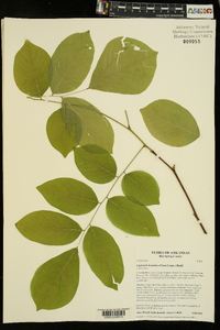 Cladrastis kentukea image