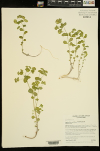 Euphorbia ouachitana image