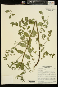 Chamaesyce hyssopifolia image