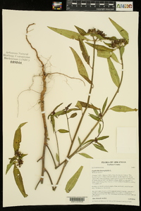 Euphorbia heterophylla image