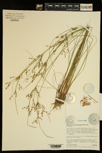 Juncus anthelatus image