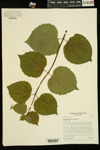 Philadelphus pubescens image