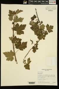 Ribes cynosbati image