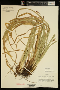 Carex baltzellii image