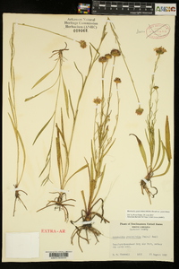 Marshallia graminifolia var. graminifolia image