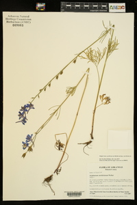 Delphinium carolinianum subsp. carolinianum image