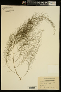 Asparagus officinalis image