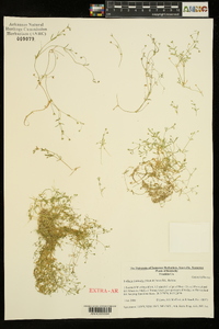 Stellaria fontinalis image