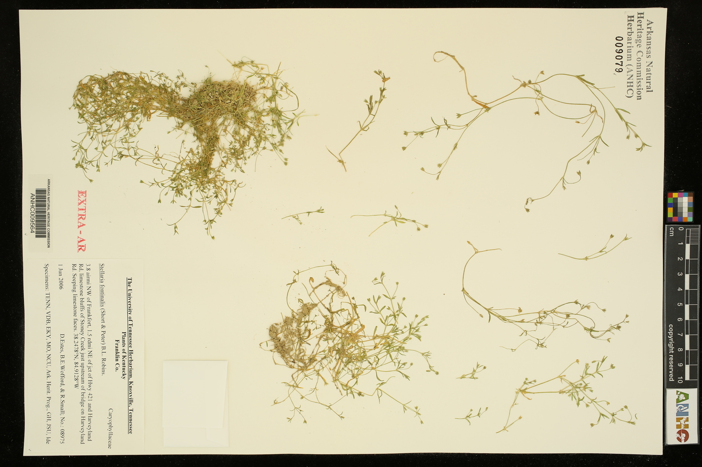 Stellaria fontinalis image