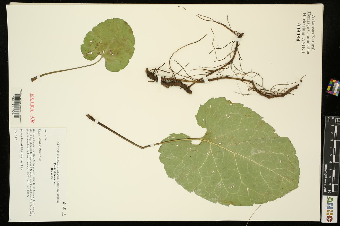Eurybia schreberi image