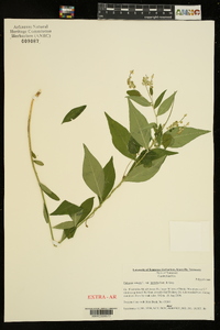 Polygala senega var. latifolia image