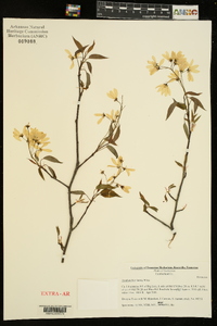 Amelanchier laevis image