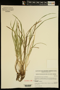 Carex cumberlandensis image