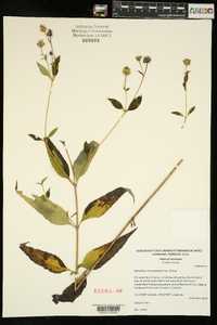 Helianthus microcephalus image