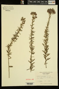 Lespedeza angustifolia image