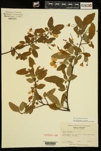 Malus angustifolia image