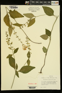 Scutellaria pseudoserrata image