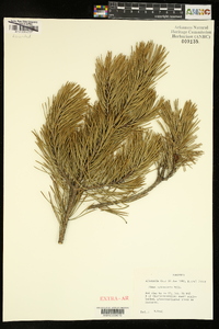 Pinus sylvestris image