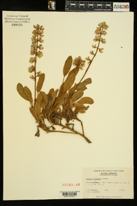 Lupinus diffusus image