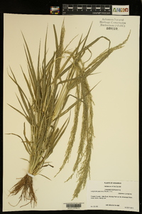 Eragrostis japonica image