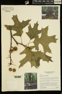 Quercus palustris image