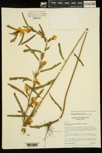 Chamaecrista fasciculata var. fasciculata image