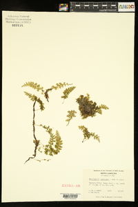 Vandenboschia boschiana image